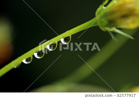 Flowers and water drops Flowers and water drops 82577917