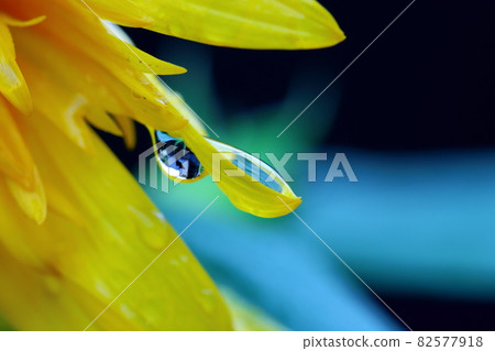 Flowers and water drops Flowers and water drops 82577918