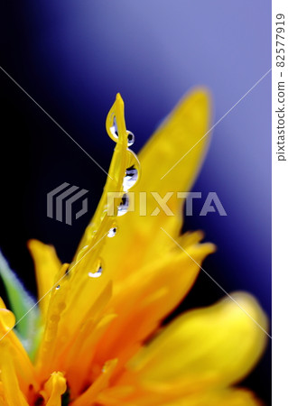 Flowers and water drops Flowers and water drops 82577919