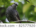Bulbul Brown-eared Bulbul 82577920