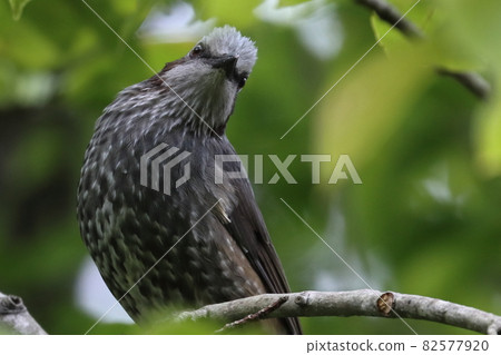 Bulbul Brown-eared Bulbul Bulbul Brown-eared Bulbul 82577920