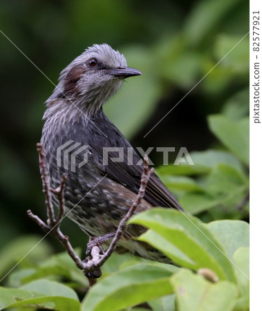 Bulbul Brown-eared Bulbul Bulbul Brown-eared Bulbul 82577921