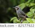 Bulbul Brown-eared Bulbul 82577922