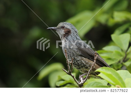 Bulbul Brown-eared Bulbul Bulbul Brown-eared Bulbul 82577922