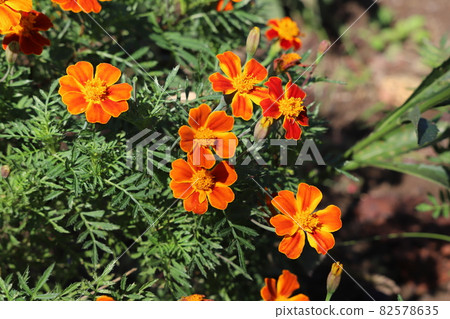 Orange marigold flowers blooming in the autumn flowerbed 82578635