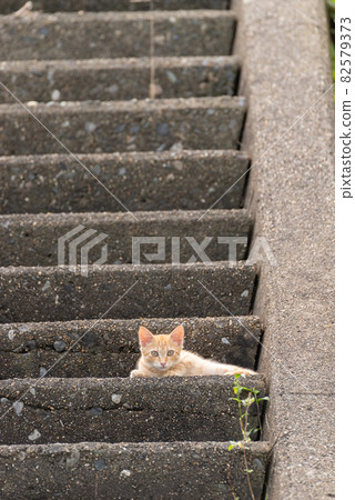 小貓在樓梯上放鬆 小貓在樓梯上放鬆 82579373