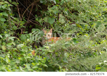 貓隱藏在灌木叢中 82579374