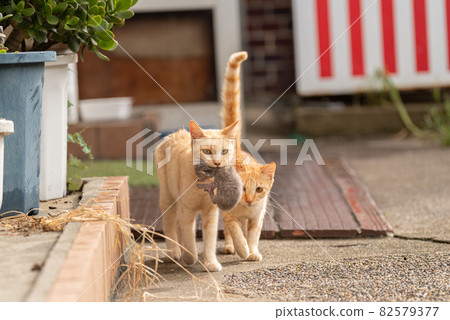 A cat walking with a kitten in its mouth 82579377