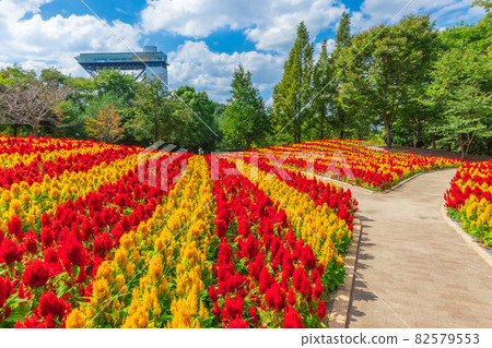 岐阜世界玫瑰園盛開的雞冠花<岐阜縣可兒市> 82579553