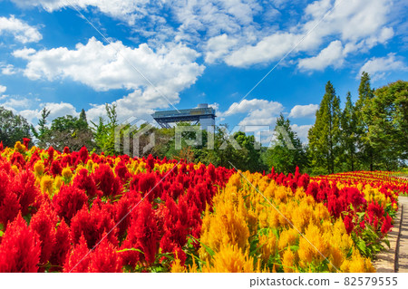 Gifu World Rose Garden, Celosia in full bloom <Kani City, Gifu Prefecture> 82579555