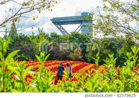 Gifu World Rose Garden, Celosia in full bloom <Kani City, Gifu Prefecture> Gifu World Rose Garden, Celosia in full bloom <Kani City, Gifu Prefecture> 82579625
