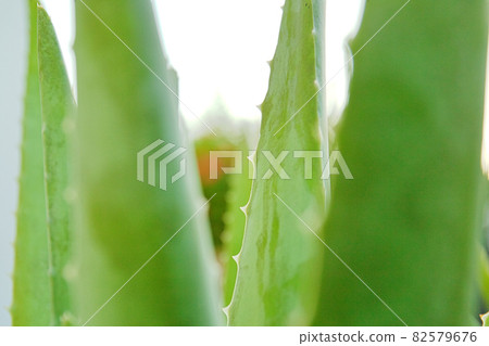 Aloe vera 82579676