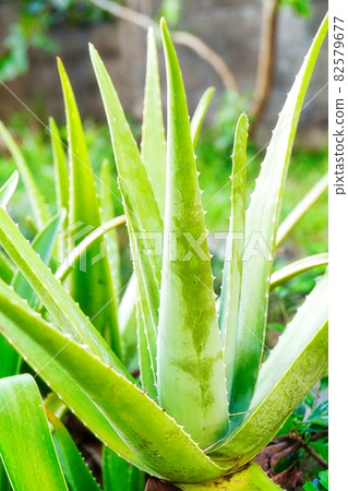 Aloe vera 82579677