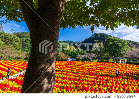 Gifu World Rose Garden, Celosia in full bloom <Kani City, Gifu Prefecture> 82579684