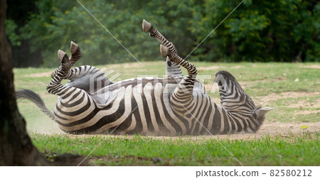 Rolling zebra 82580212
