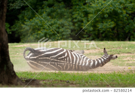 斑馬紋 斑馬紋 82580214