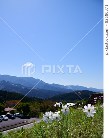 Cosmos (white) Cosmos (white) 82580371