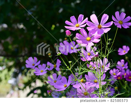 Cosmos (pink) Cosmos (pink) 82580373