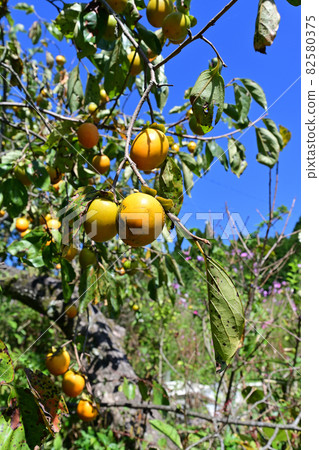 柿子 柿子 82580375