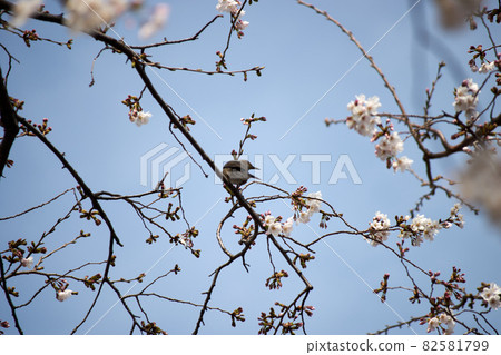 開始盛開，櫻花，鳥，藍天 82581799