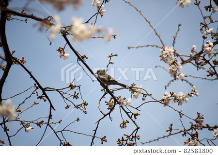 燈泡,櫻花,藍天 燈泡,櫻花,藍天 82581800