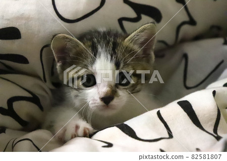 小貓埋在蒲團 小貓埋在蒲團 82581807