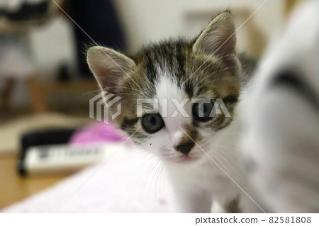 看見獵物的眼睛 看見獵物的眼睛 82581808