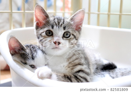 小貓卡貝頓 82581809