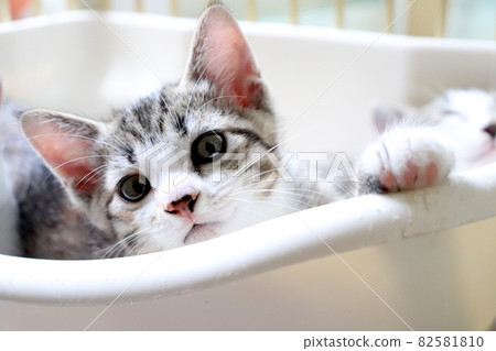 想玩耍而不是小睡的小貓 82581810