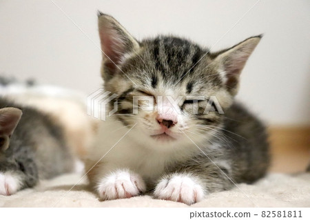 一隻無法戰勝困倦的小貓 82581811