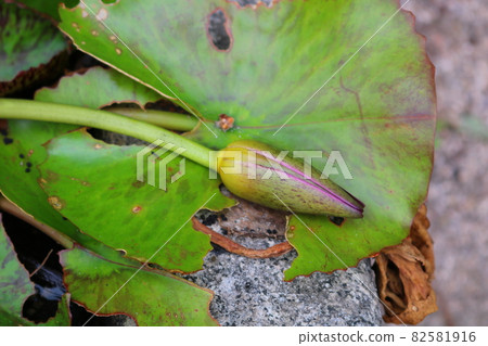 Lotus Lotus 82581916