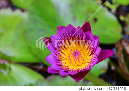 Lotus Lotus 82581928