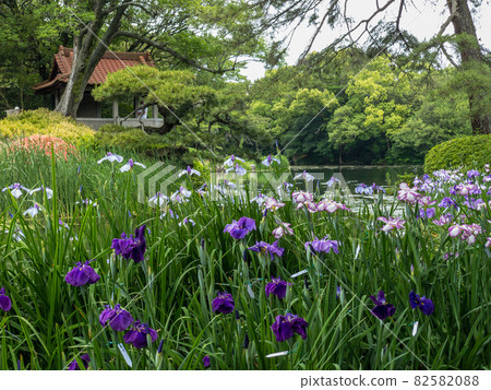 Ritsurin Garden in early summer (early June, Hanashobu) 82582088