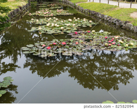 初夏的栗林庭園（6月上旬，睡蓮） 82582094