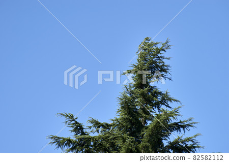 Conifer, top, blue sky, clear sky, up Conifer, top, blue sky, clear sky, up 82582112