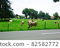 歐洲和德國田園詩般的牧場景觀 82582772