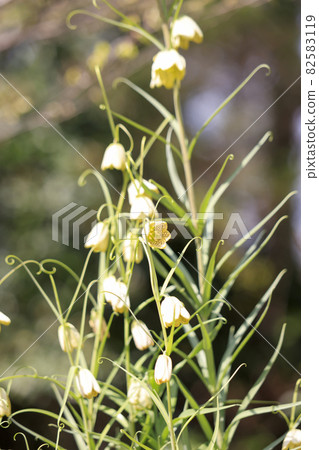 [Kanagawa Prefecture] Spring Castle Katakurino Sato Amigasayuri 82583119