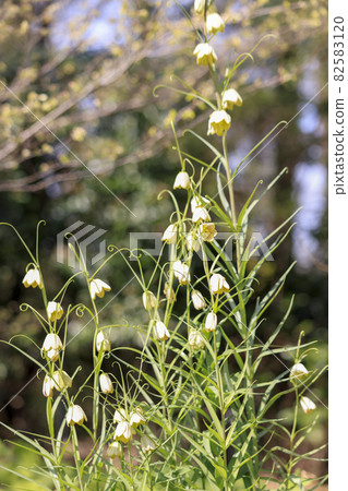 [Kanagawa Prefecture] Spring Castle Katakurino Sato Amigasayuri 82583120