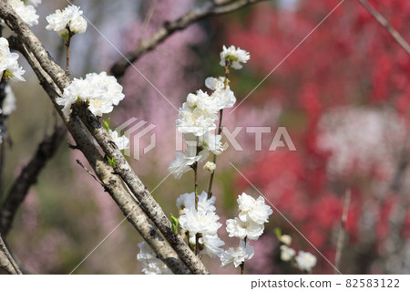 [神奈川縣] 春天的城山 Katakuri no Sato White Flower Hanamomo 82583122