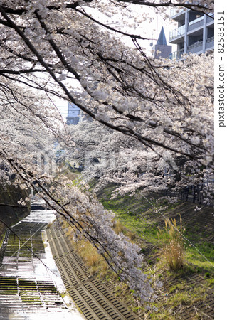 [Tokyo] Tama City, a row of cherry blossom trees in the Tama River 82583151