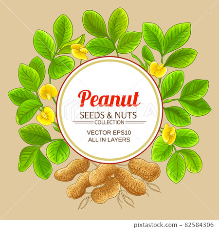 peanut circle vector frame on color background 82584306