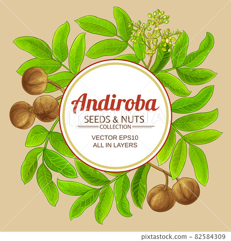 andiroba vector frame on color background 82584309