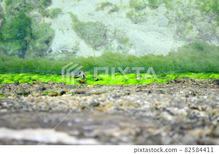 Small crab on the embankment 82584411