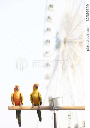 Sun conure parrot birds on wooden bar with blurred giant wheel on background Sun conure parrot birds on wooden bar with blurred giant wheel on background 82584699
