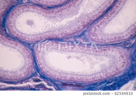 Anatomy and Histological Ovary and Testis human cells under microscope. 82584810