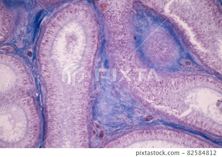 Anatomy and Histological Ovary and Testis human cells under microscope. 82584812