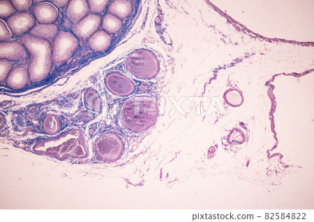 Anatomy and Histological Ovary and Testis human cells under microscope. 82584822