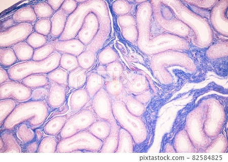 Anatomy and Histological Ovary and Testis human cells under microscope. 82584825