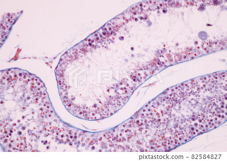 Anatomy and Histological Ovary and Testis human cells under microscope. 82584827