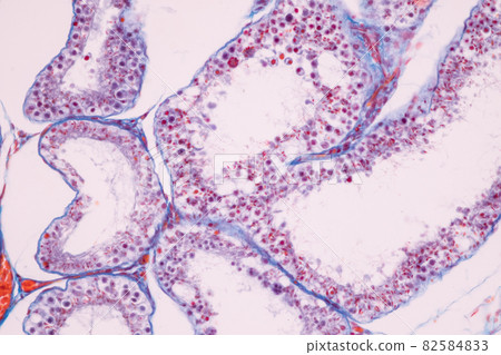 Anatomy and Histological Ovary and Testis human cells under microscope. 82584833